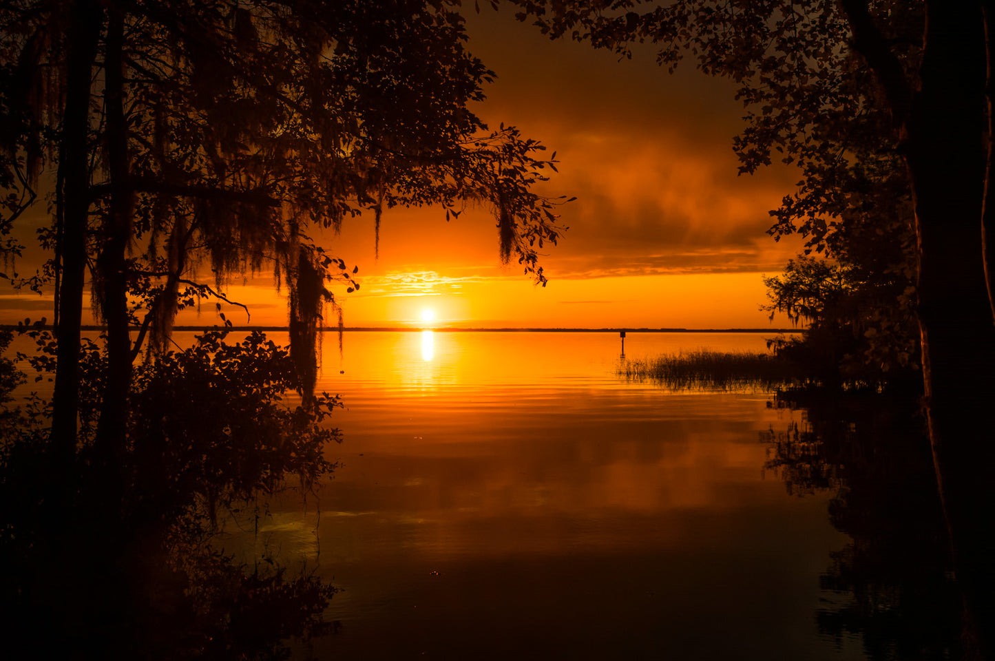 "Alligator Sundays" Framed #1-10